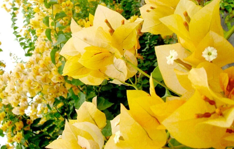 Gold Bougainvillea Small Well Rooted Starter Plant, Rare & Hard to Find, Bougainvillea glabra