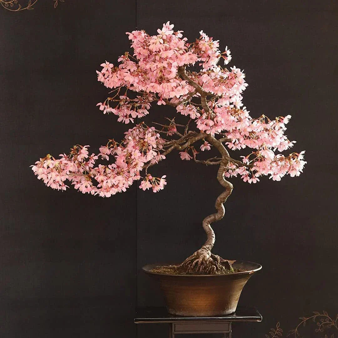 Japanese Cherry Bonsai Tree Seeds - 20 Pack - Prunus serrulata for Indoor & Garden