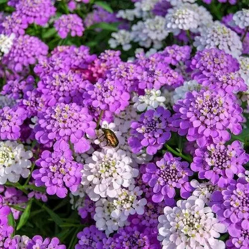 Candy Tuft Seeds 500+ Annual Mixed Colors Pink White Iberis umbellata