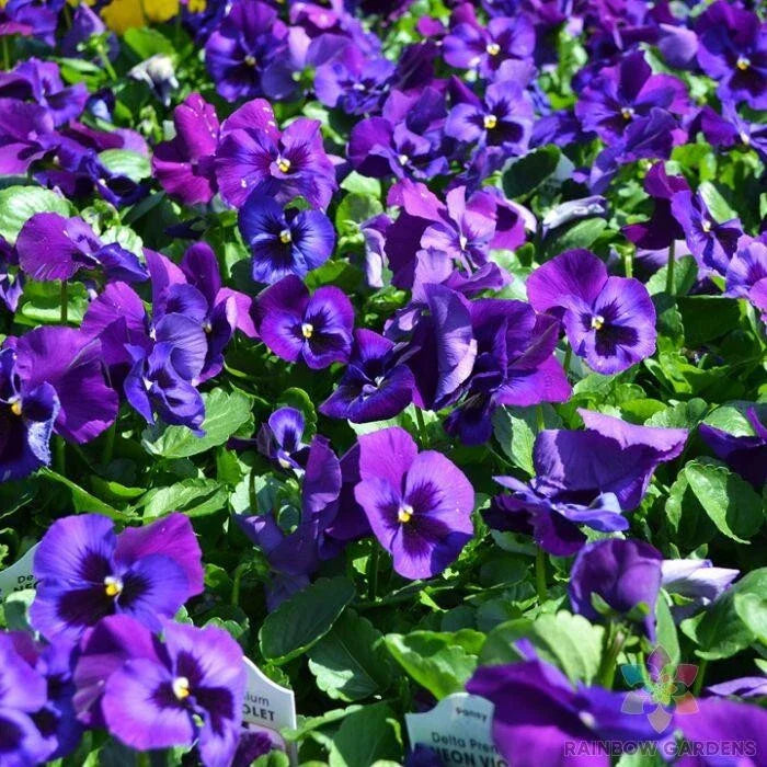 Neon Violet Pansy Seeds - 200+ Count for Garden Planting - Viola