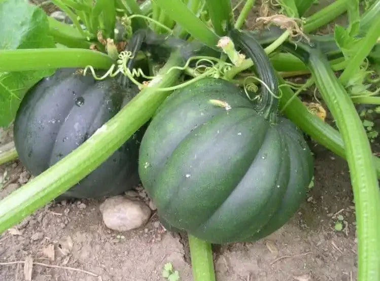 Organic Heirloom Table Queen Acorn Winter Squash Seeds - 50+ Non-GMO Fresh Seeds - Cucurbita pepo