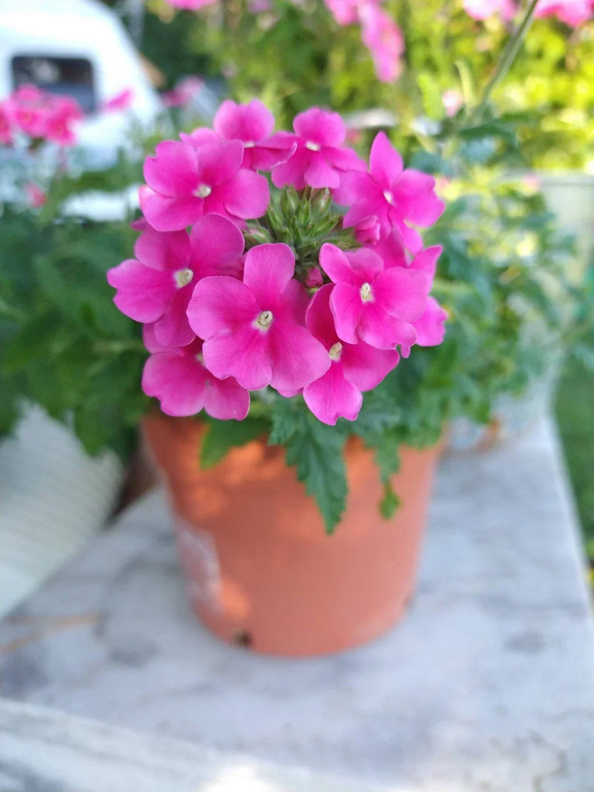 Verbena Obsession Cascade Pink Shades Live Annual Starter Plants - 10 Baby Plants