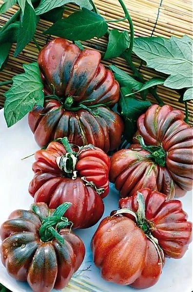 Black From Tula Tomato Seeds - Organic Heirloom Non-GMO, Solanum lycopersicum, Dark Color, Bountiful Harvest, Fresh Eating & Canning