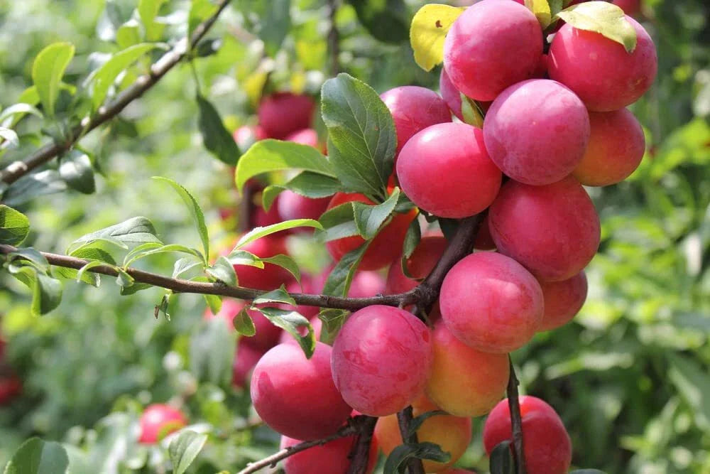 Plum Fruit Tree Seeds - 10 Prunus Americana Seeds USA Grown for Home Garden