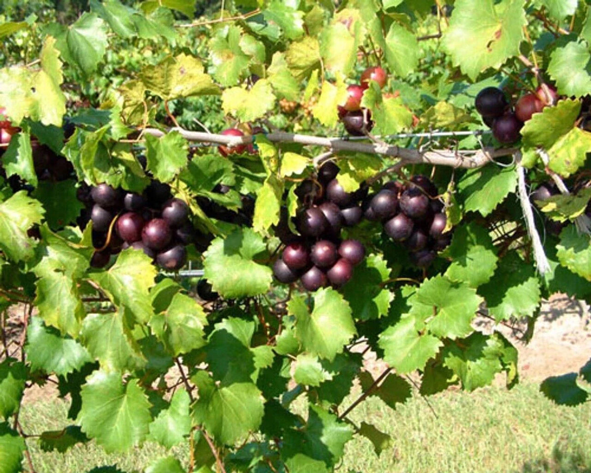 Muscadine Grape Starter Plant 5-Pack, Southern Home, Edible Fruit, Vitis spp, Cold Hardy, Purple-Black Skin