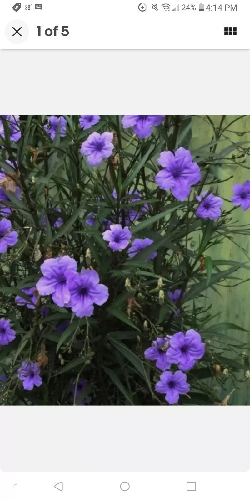 Mexican Petunia Live Plant in 8 oz Pot, Ruellia simplex, Perennial Flower for Garden, Purple Blooms, Drought Tolerant, Full Sun to Partial Shade