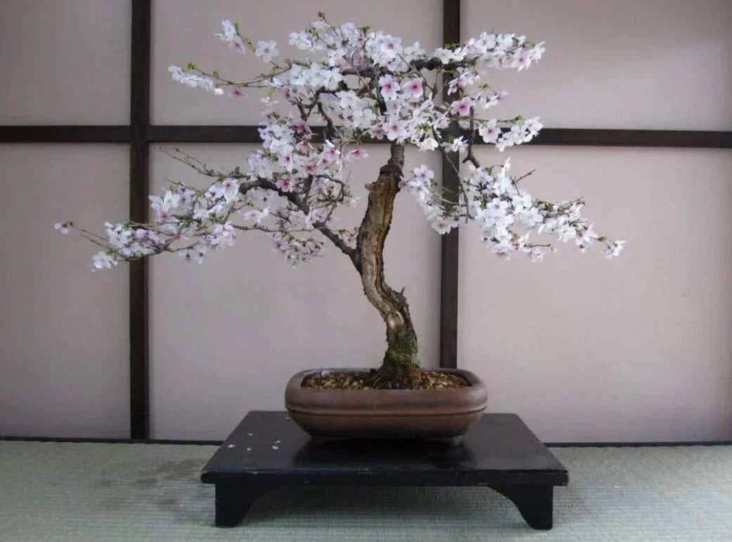Bonsai Black Cherry Tree Seeds - 20 Seeds - Prunus serotina Fruit Bearing Bonsai