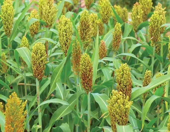 Wild Game Sorghum Seeds for Planting - Premium Milo Seeds 2 lb | Sorghum bicolor