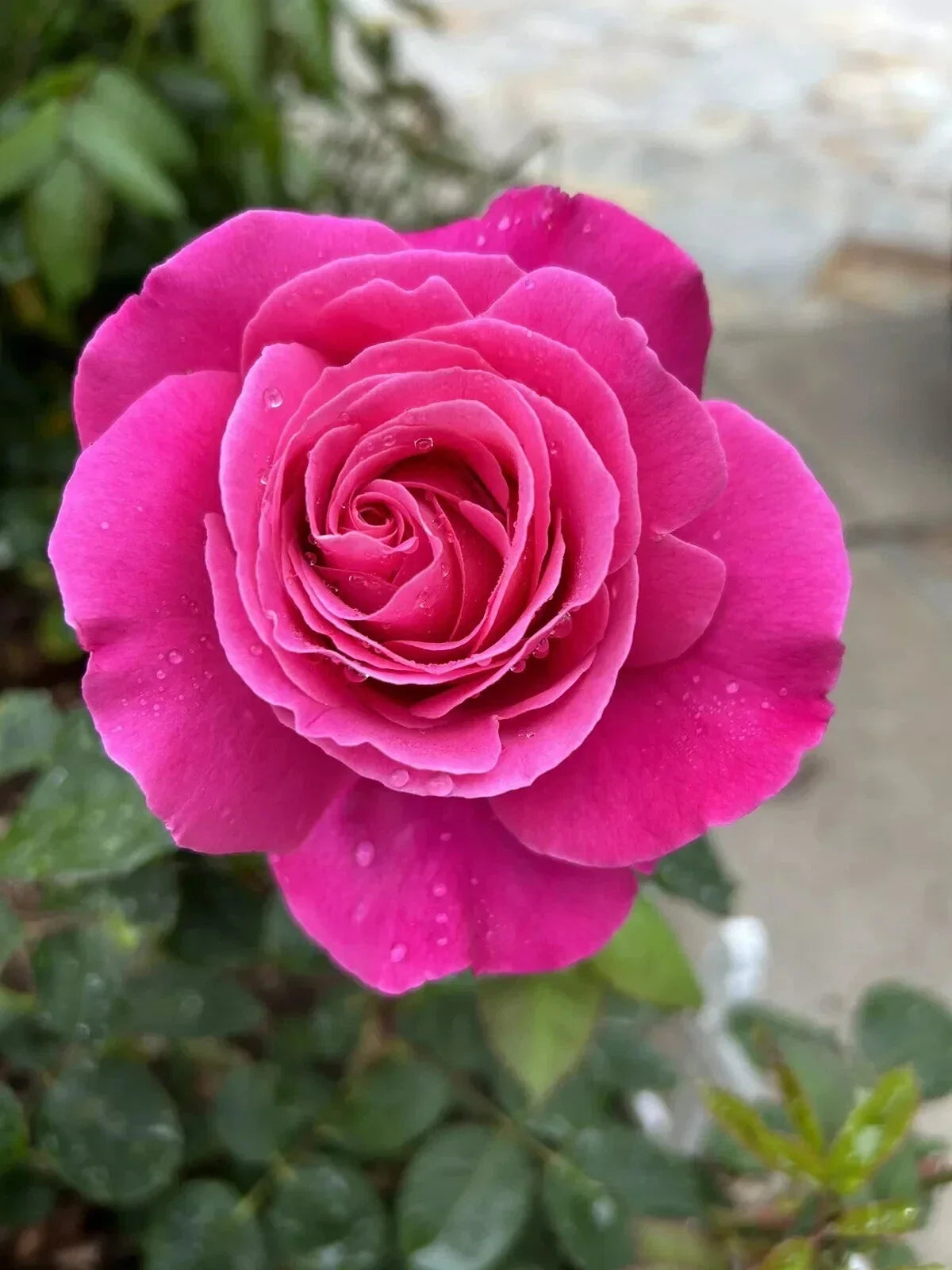 Fragrant Pink Rose Cuttings - 5 Planting Stems - Rosa 'Fragrant Pink' - Dark Pink Blooms, Bushy Growth, Garden Flower