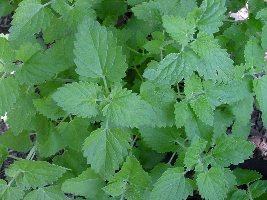 Catnip Seeds 1000+ Non-GMO Herb Perennial Garden Plant Nepeta cataria for Attracting Cats