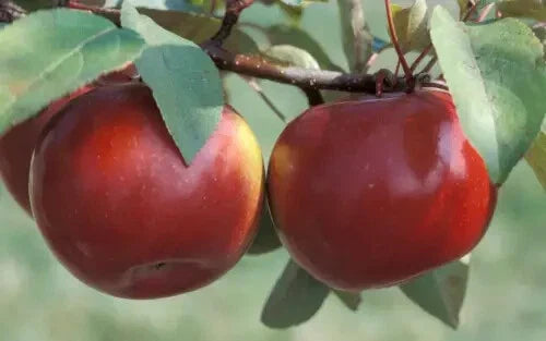 Snow Sweet Apple Seeds - 25+ Pack for Garden Planting - Malus domestica - USA Grown - Organic Seedlings Available