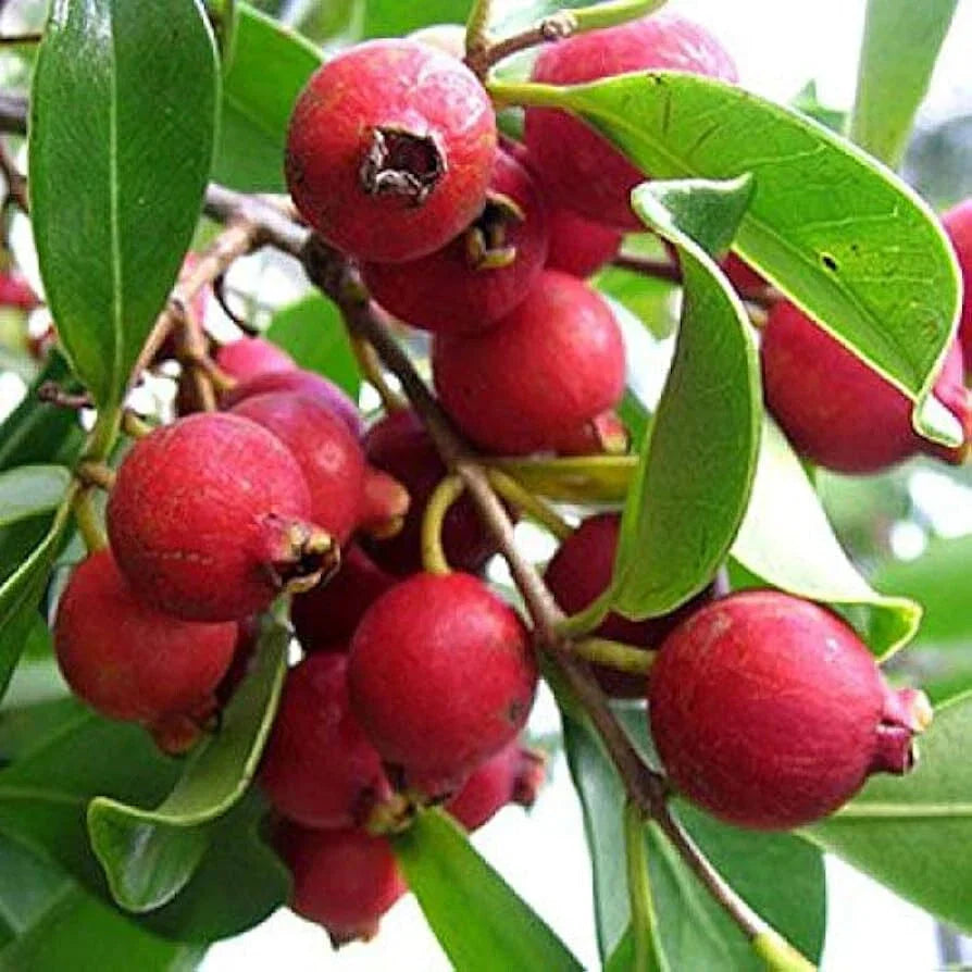 Strawberry Guava Seeds - 50+ Count - Psidium cattleianum - Tropical Fruit Planting - USA