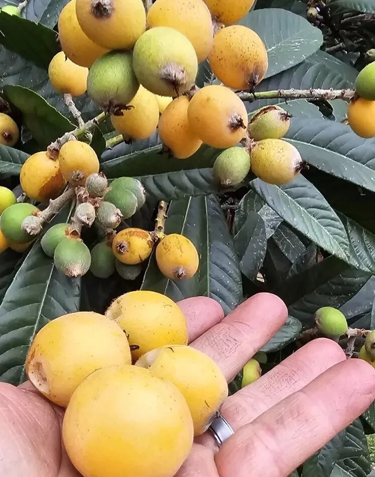 Loquat Fruit Plant Trees Set of 5 - Evergreen Fast-Growing Seedlings for Outdoor Planting, Eriobotrya japonica, USDA Zone 8