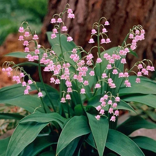 Pink Lily of the Valley Plants - 5 Live Pips - Fragrant Pink Flowers - Convallaria 'Rosea' - Shade Tolerant Perennials