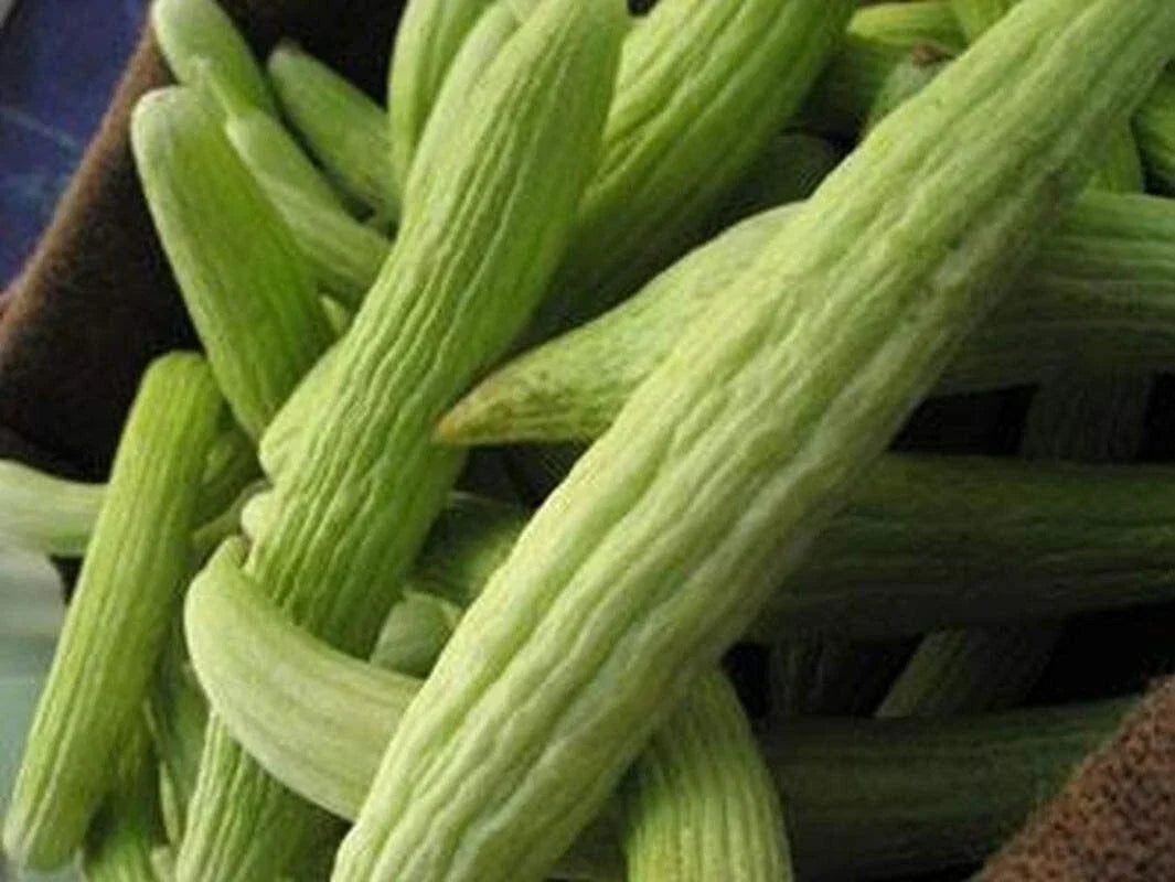Armenian Cucumber Seeds - Metki Pale, White Serpent, Non-GMO, Burpless, Heirloom Seeds for Gardening, Cucumis melo var. flexuosus