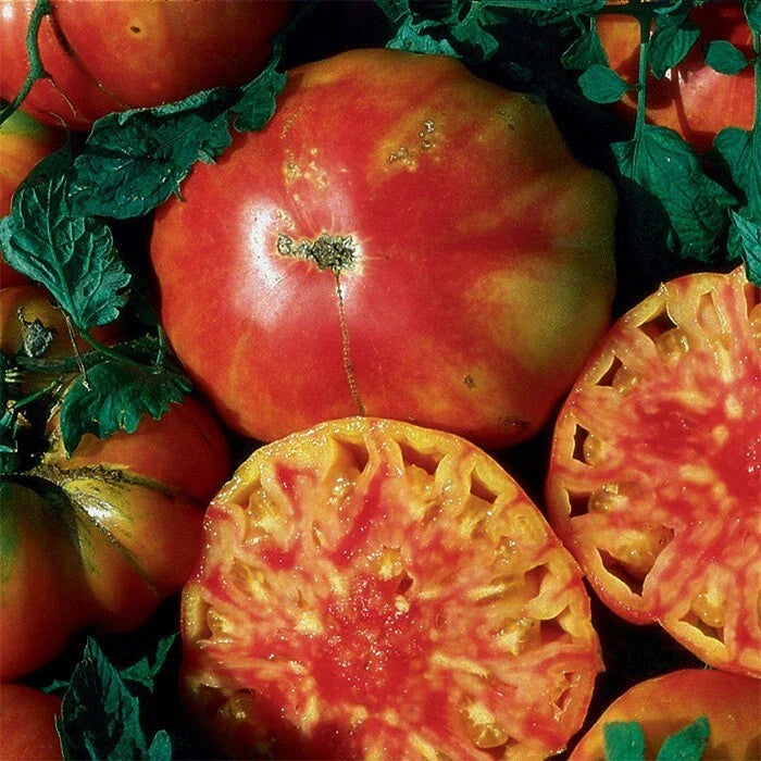 Hillbilly Tomato Seeds - 10+ Heirloom Organic Non-GMO - Rare Variety (Solanum lycopersicum)