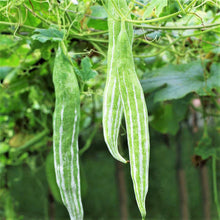 Snake Gourd Plant | White Striped Green Serpent Luffa Squash | Momordica charantia 2025