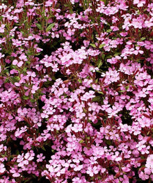 Rock Soapwort Groundcover Seeds, Pink Spreading Perennial, Non-GMO, 1000 Seeds, Saponaria ocymoides