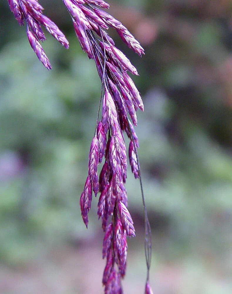 Purpletop Tridens Grass Seeds - 1 lb - Tridens flavus Native Perennial