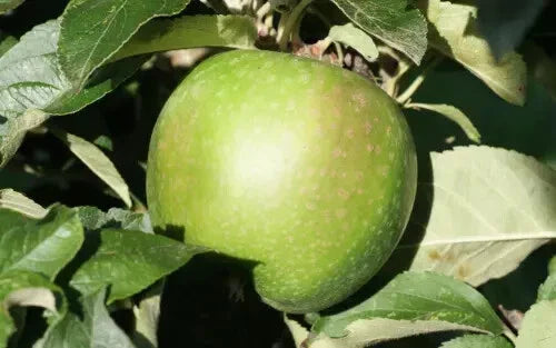 Granny Smith Apple Seeds - 25+ Heirloom Seeds for Garden Planting - Malus domestica - USA Grown, Free Shipping