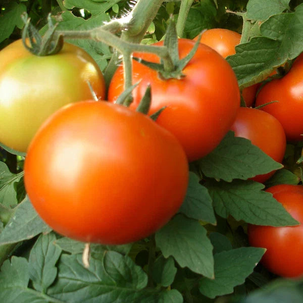 Early Girl Tomato Seeds | F1 Hybrid | Non-GMO | Perfect for Home Garden | Solanum lycopersicum