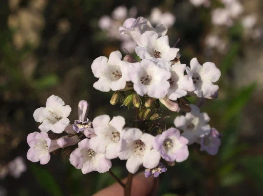 Yerba Santa Seeds - Organic Herbal Eriodictyon californicum - 20+ Seeds for Planting - Free Shipping