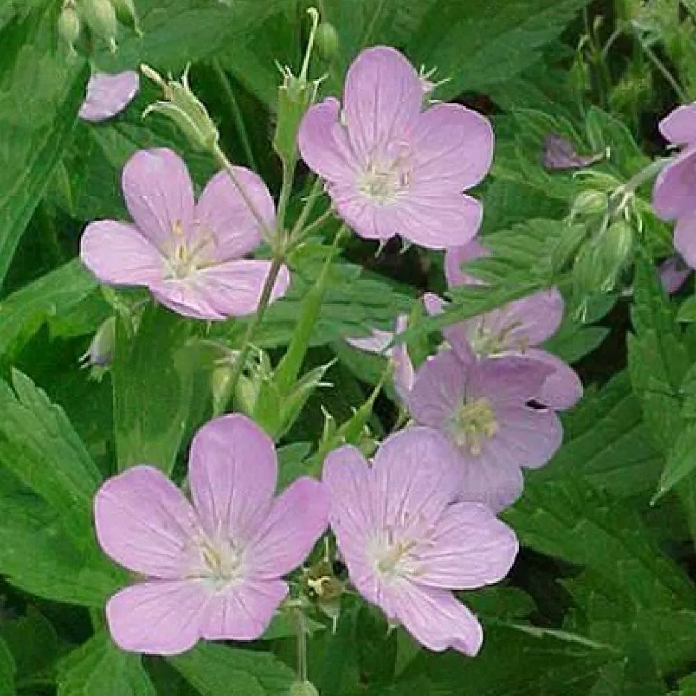 Wild Geranium Bulbs - Geranium canadense - Lavender Flowers - Shade Ground Cover