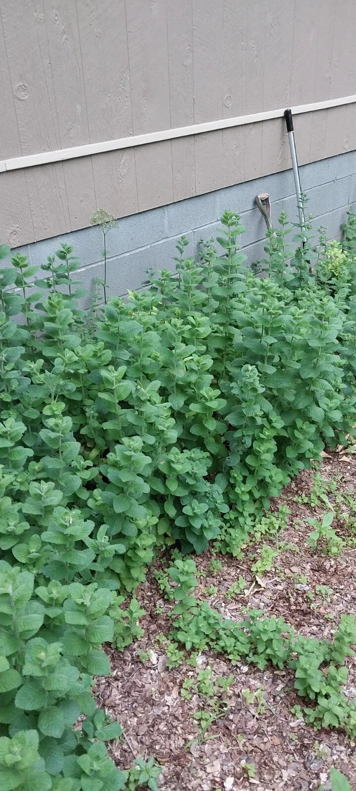 Apple Mint Tea Plants - 4-Pack - Smoky Mountains Variety - Mentha suaveolens