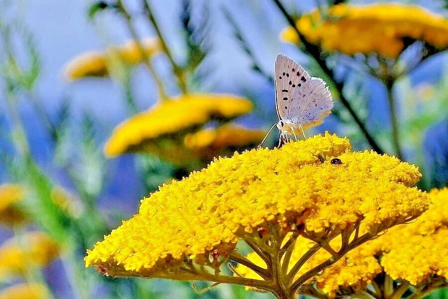 Yarrow Seeds - Gold Yellow Milfoil Wildflower Medicinal Herb - Achillea millefolium - Perennial Easy to Grow