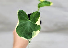 Alocasia Mickey Mouse Plant | 3" Rare Variegated Elephant Ear | Indoor Live Plant | Alocasia sanderiana
