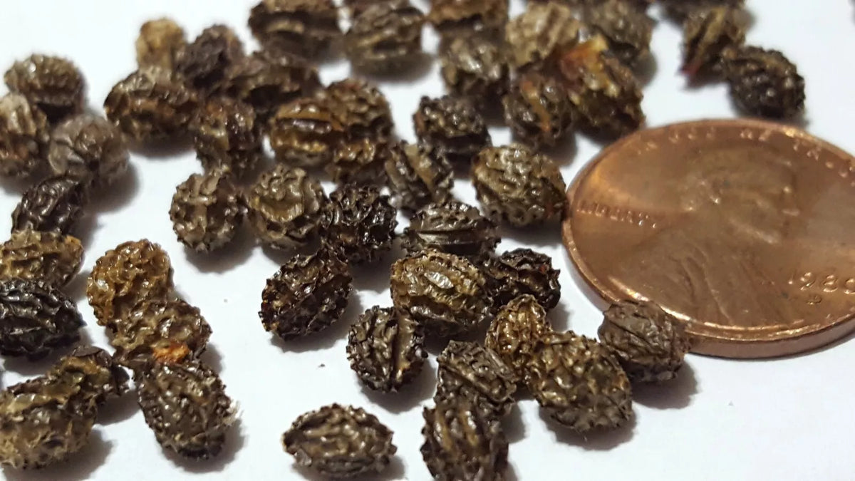 Dwarf Papaya Seeds 100 pcs Carica papaya Tropical Fruit Tree for Small Gardens & Containers