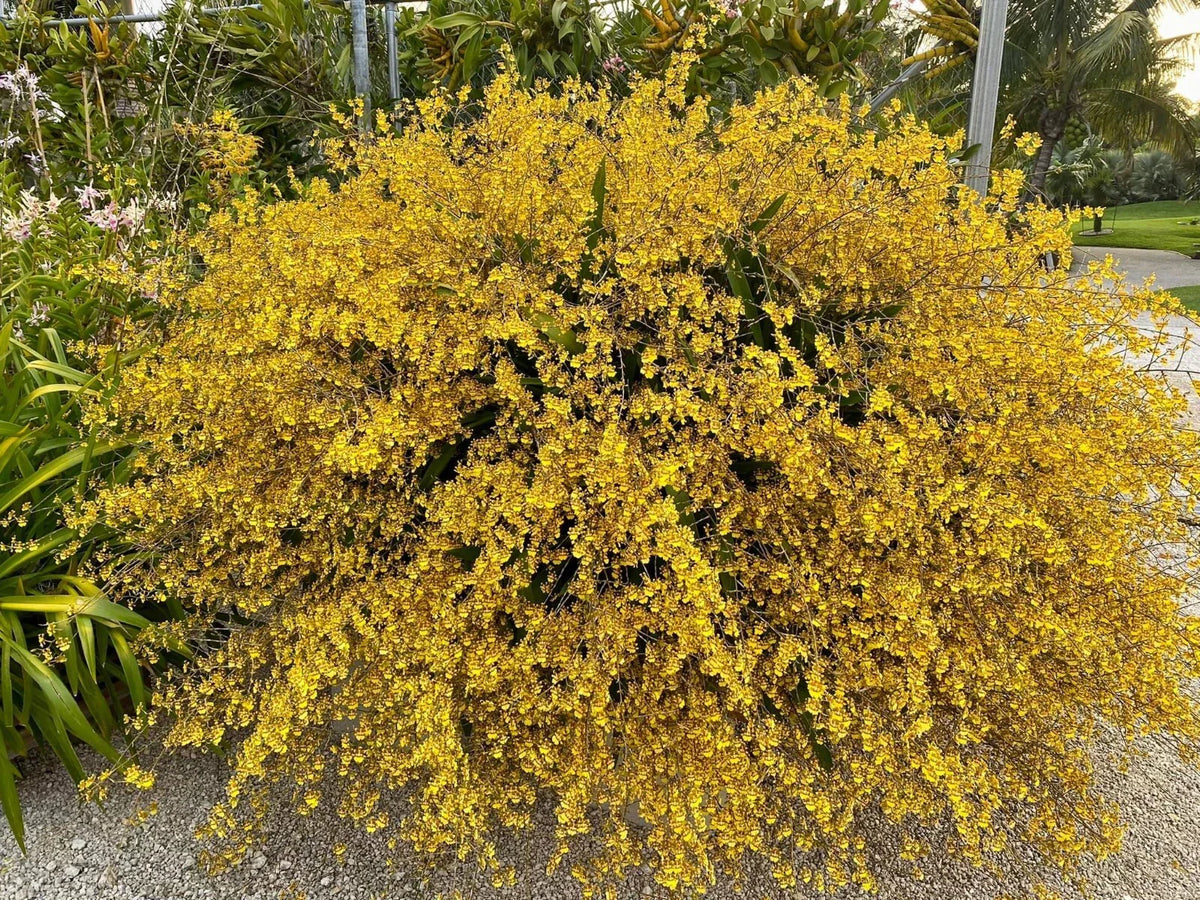 Oncidium Sphacelatum Yellow Orchid Dancing Lady Bare Root Division, Bloom Size