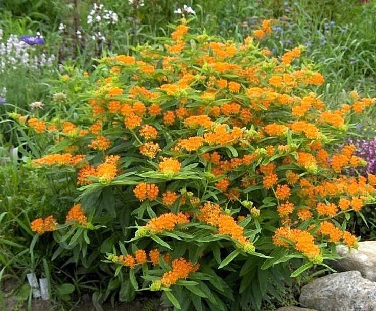 Orange Butterfly Weed Seeds - Native Wildflower for Container Garden - Easy to Grow, Heat & Cold Tolerant (Asclepias tuberosa)