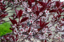 Sand Cherry Bush Seedlings - 2 Pack - Prunus besseyi - Hardy Fruit-Bearing Shrubs for Landscaping and Garden