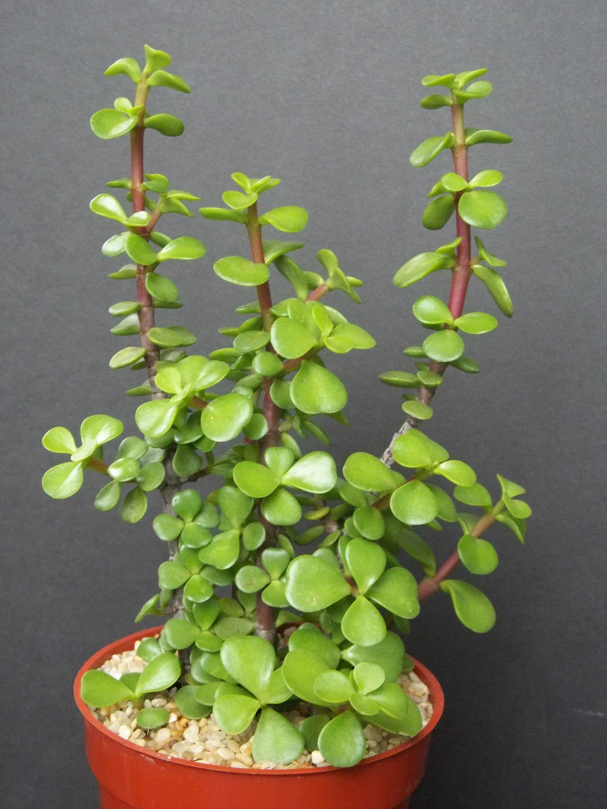 Mini Jade Tree Plant - 4-Inch Portulacaria Afra Succulent for Indoor Outdoor Decor