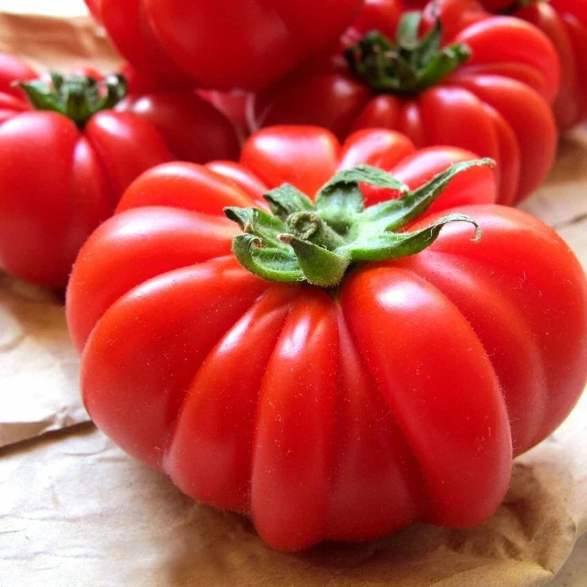 Costoluto Genovese Tomato Seeds - Italian Ribbed, Non-GMO, Heirloom Seeds for Home Gardening, Solanum lycopersicum