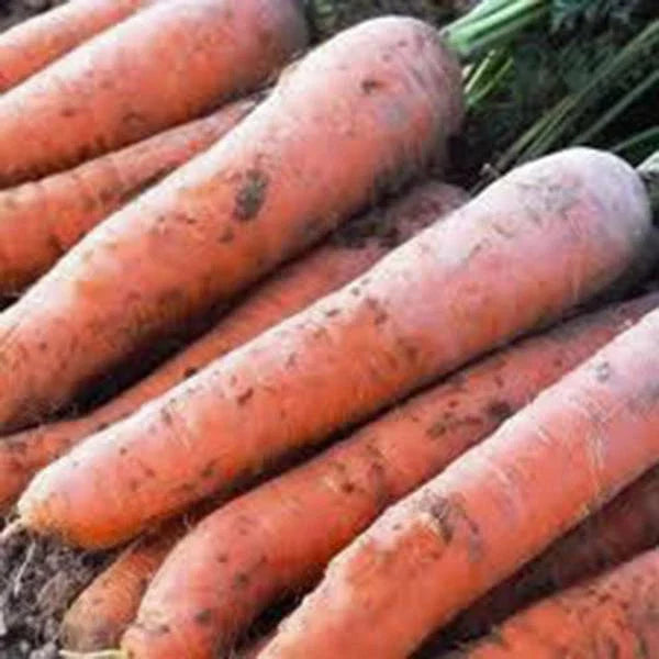Scarlet Nantes Carrot Seeds - Heirloom Variety, 500+ Seeds, Tasty for Snacks - Daucus carota