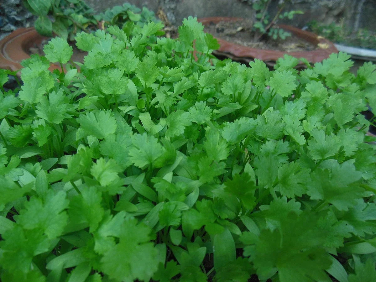 Non-GMO Cilantro Seeds 500 Pack, Coriandrum sativum Culinary Herb for Garden & Indoor Growing
