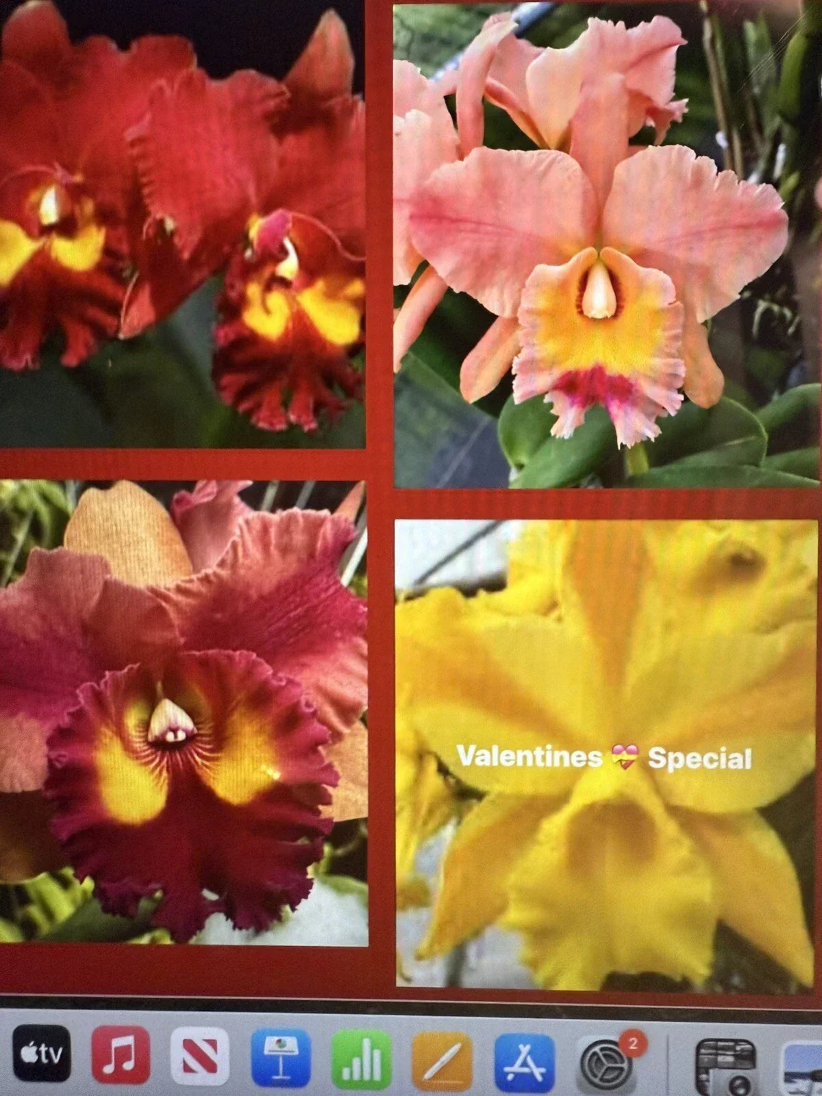 Cattleya Orchid Plant 2 Stem Bare Root Starter - Exotic Flowering Epiphytic Orchid Cattleya spp.