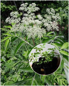 American Elderberry Starter Plant - 2"x3" Pot, Sambucus canadensis, Organic, Hardy Perennial, Edible Berries