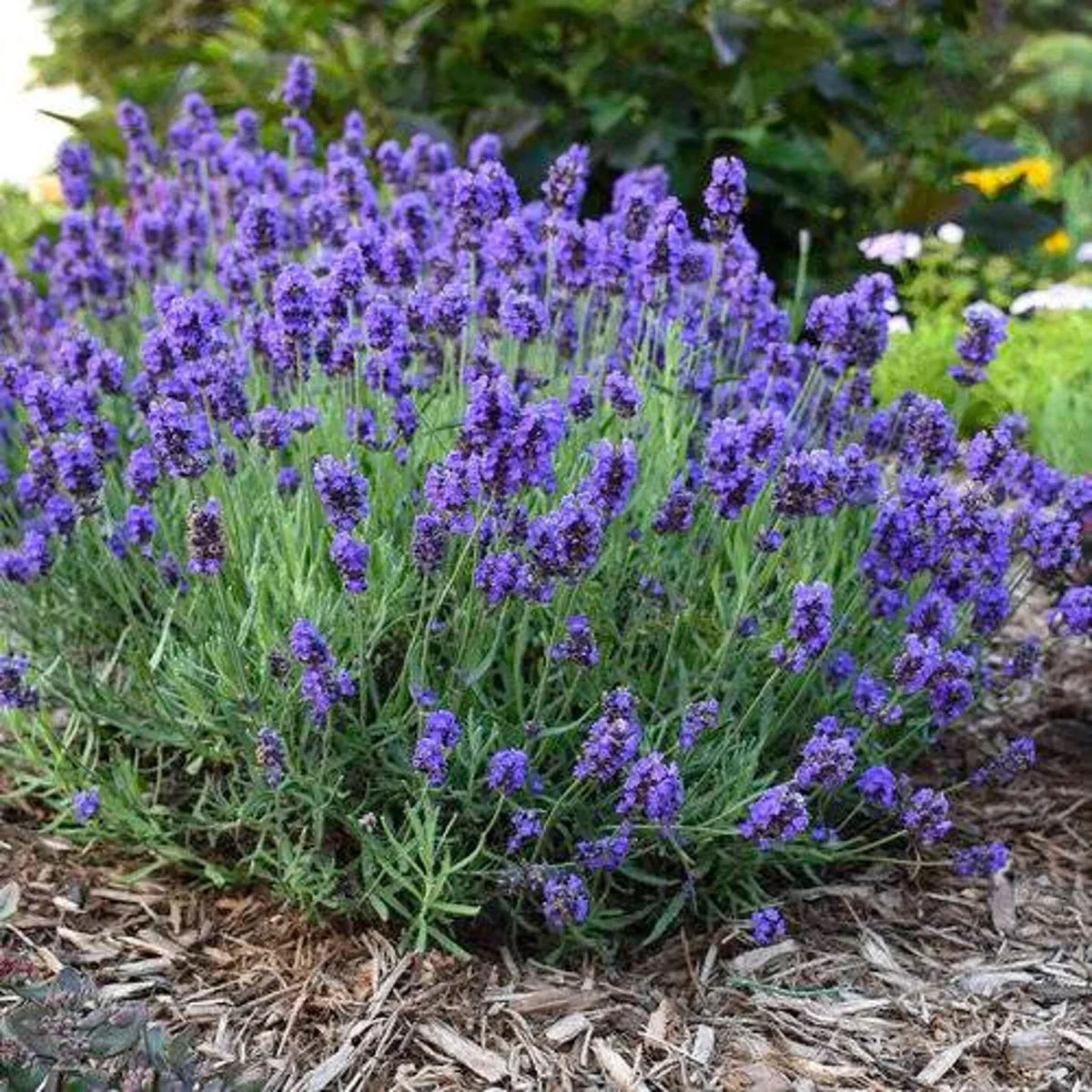 Lavender Flower Seeds - 20 Fresh Seeds - Purple Blooms - Lavandula angustifolia