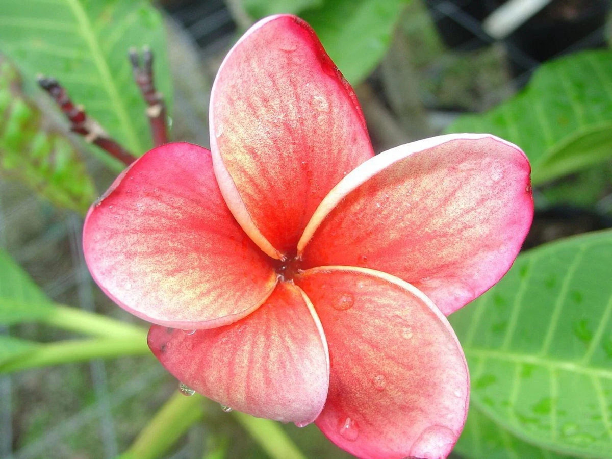 Plumeria Seeds - 5 Orange Pink Hawaiian Flower Lei - Perennial Bloom (Plumeria spp.)