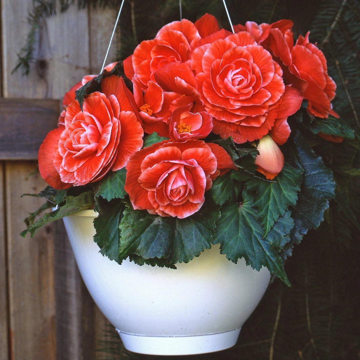 Begonia Seeds - Glory Hot Tip Salmon - 100 Count - Begonia x hybrida