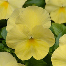 15 Pansy Seeds Cool Wave Lemon Trailing Pansy - Viola x wittrockiana