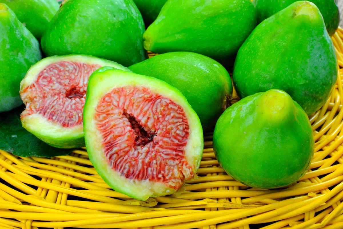 Desert King Fig Cuttings - 10 Unrooted Cuttings - Hardy to 5°F - Easy to Root - Ficus carica