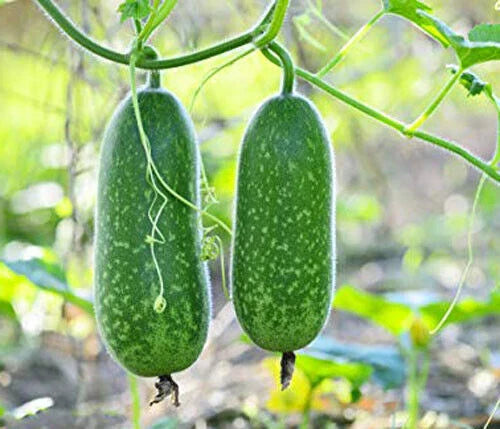 Organic Hairy Skin Gourd Seeds - 20+ Fuzzy Melon, Wax Gourd, Hairy Melon - Mokwa USA - Heirloom Vegetable Seeds