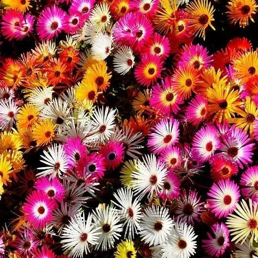 Daisy Ice Plant Seeds, Livingstone Mix Dwarf Groundcover, Drought-Tolerant Delosperma cooperi, 2000 Seeds