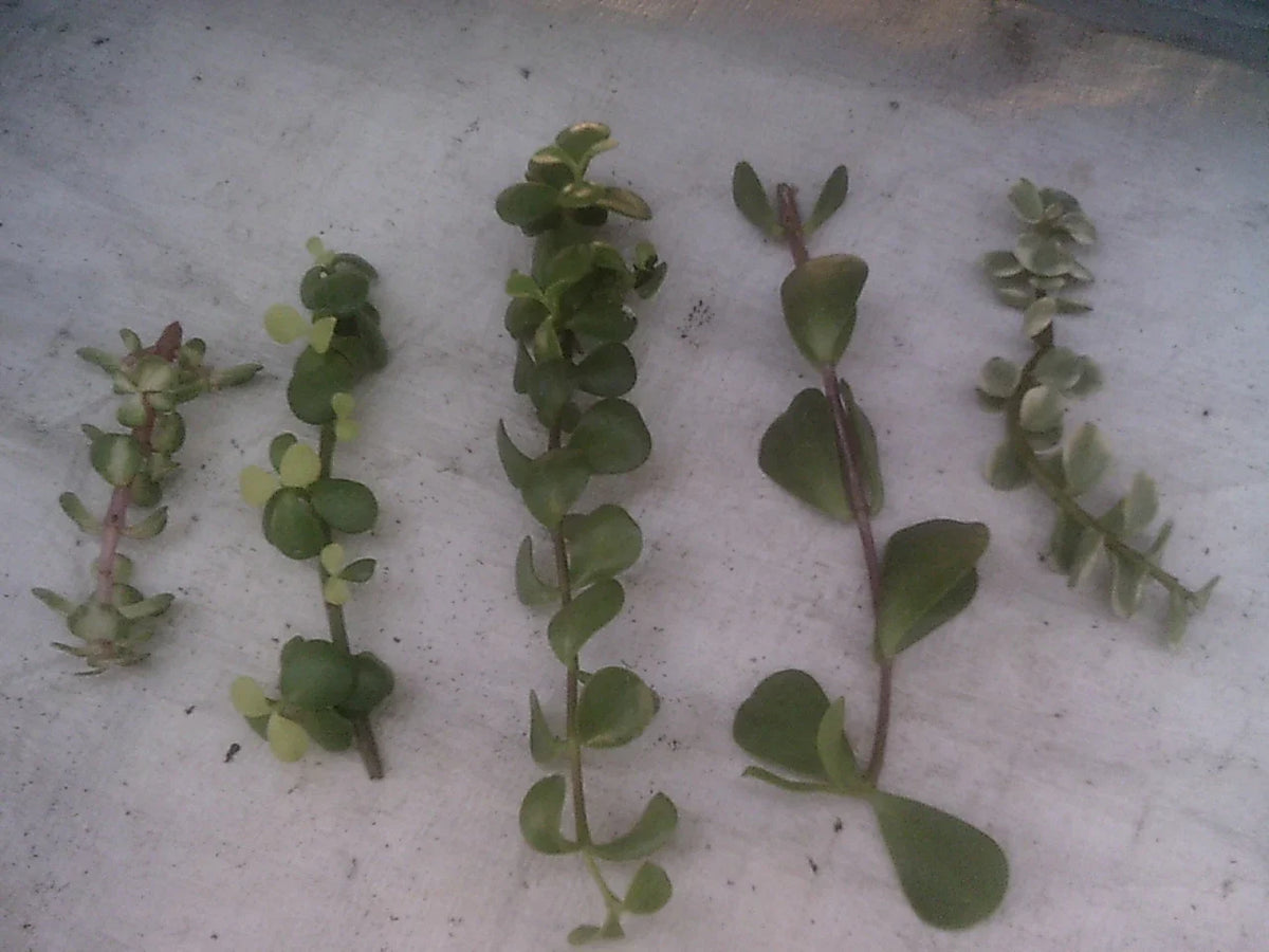 Portulacaria Cuttings Collection - 9 Varieties of Succulent Plants - Ideal for Home Decor and Gardening