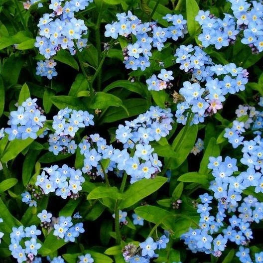 Forget Me Not Seeds - 500+ Pack - Early Blooming Perennial - NON-GMO - Myosotis spp. - Fresh Gardening Seeds