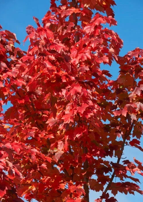 American Red Maple Tree 2' Sapling - Acer Rubrum Ornamental Shade Tree